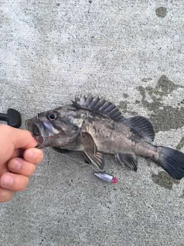 クロソイの釣果