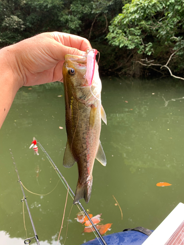 ラージマウスバスの釣果