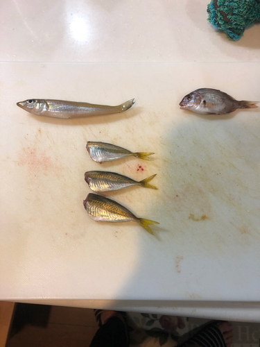 アジの釣果