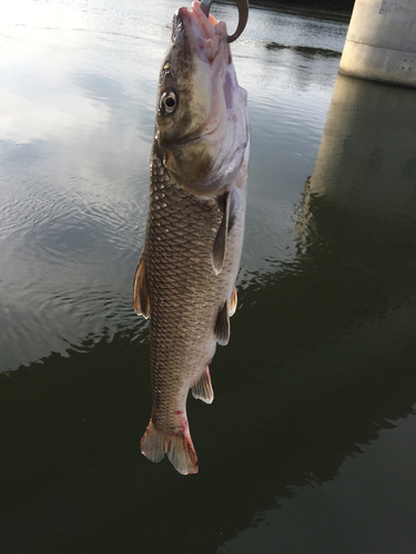 ニゴイの釣果