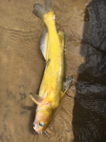 アメリカナマズの釣果