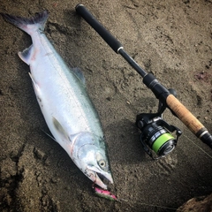 カラフトマスの釣果