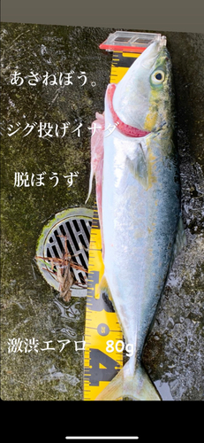 イナダの釣果