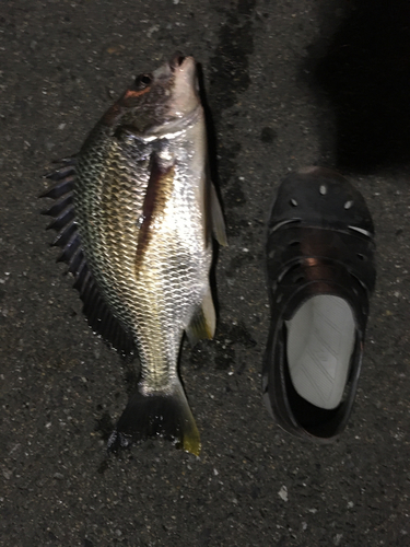 キチヌの釣果