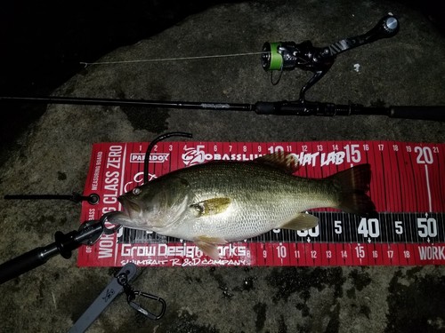 ブラックバスの釣果