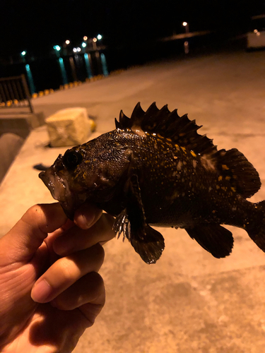 オウゴンムラソイの釣果