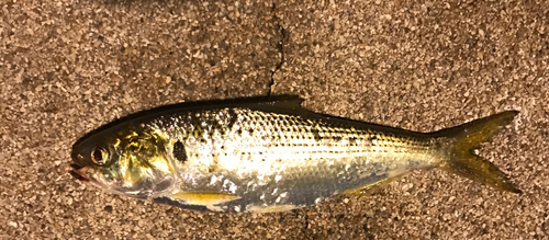 コノシロの釣果