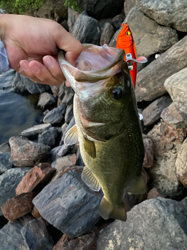 ブラックバスの釣果