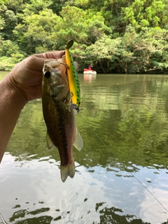 ラージマウスバスの釣果