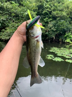 ラージマウスバスの釣果