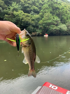 ラージマウスバスの釣果