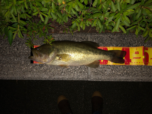 ブラックバスの釣果