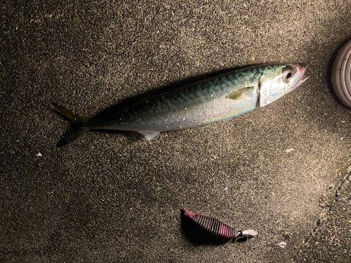 ゴマサバの釣果