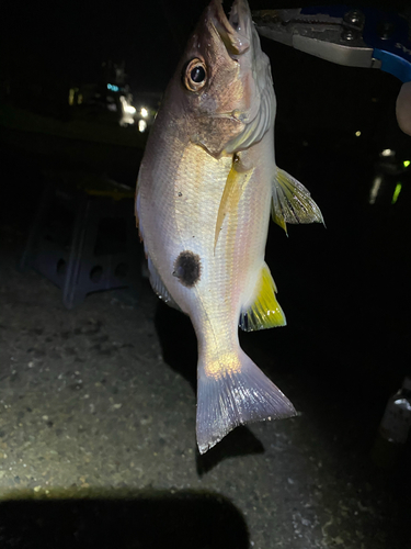 オオモンハタの釣果