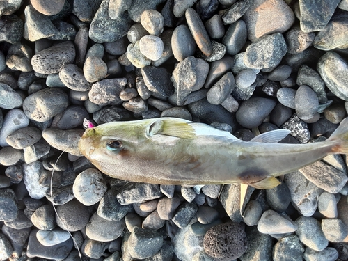 シロサバフグの釣果