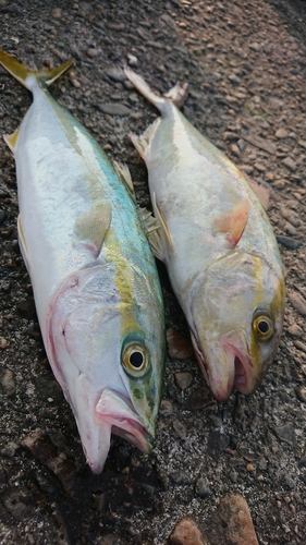 ショゴの釣果