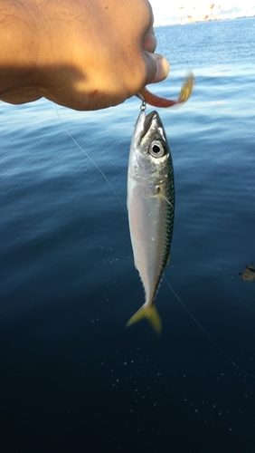 サバの釣果