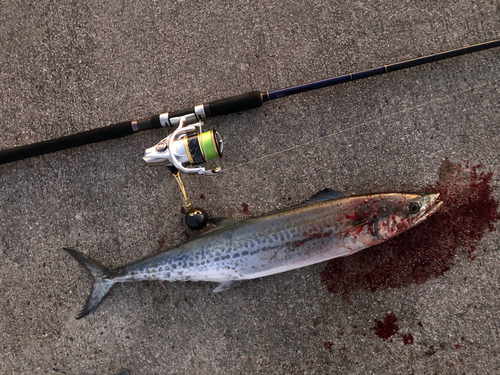 サゴシの釣果