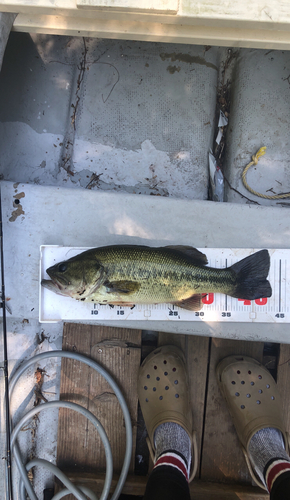 ブラックバスの釣果