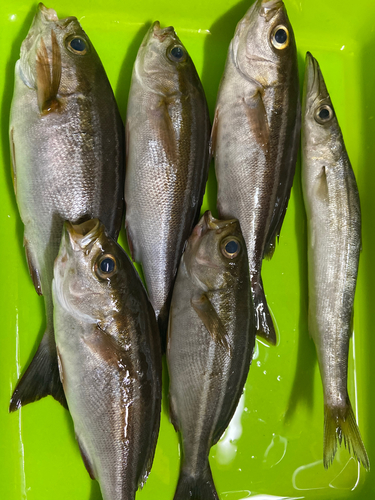 イサキの釣果