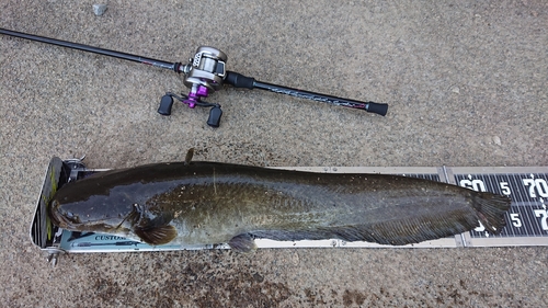 ナマズの釣果