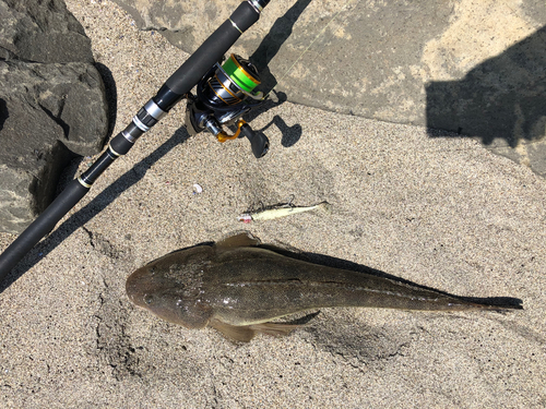 マゴチの釣果