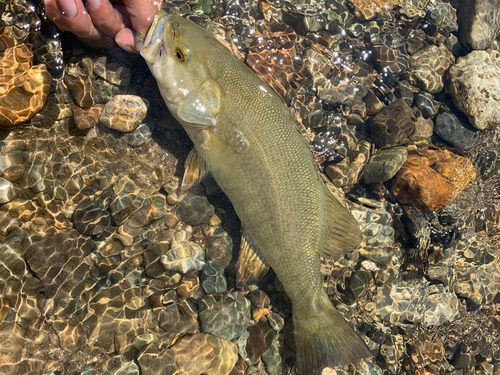 スモールマウスバスの釣果