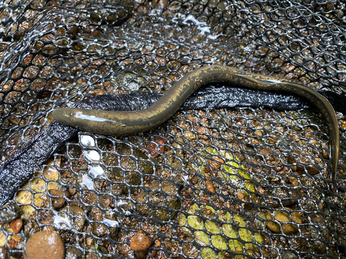 ウナギの釣果