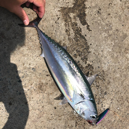 ソウダガツオの釣果