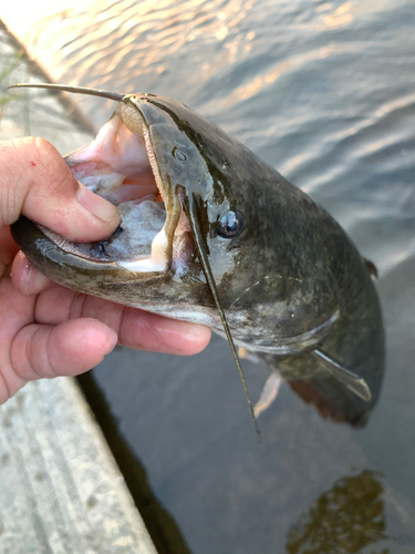 ナマズの釣果