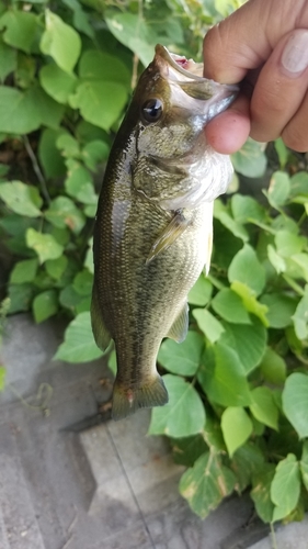 ブラックバスの釣果