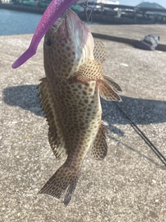 オオモンハタの釣果