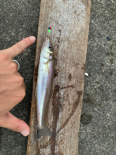 キスの釣果