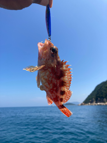 アラカブの釣果