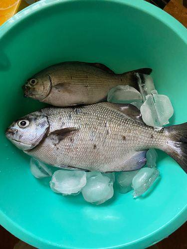 イスズミの釣果