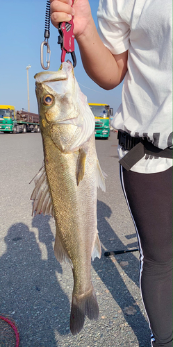 スズキの釣果