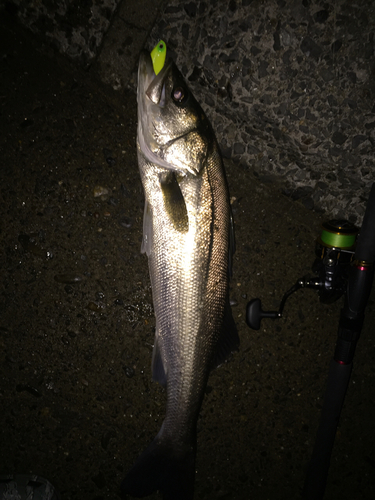 シーバスの釣果