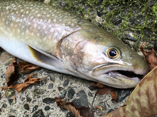 ニッコウイワナの釣果