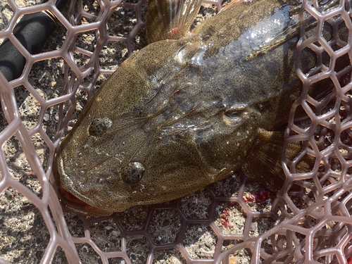 マゴチの釣果