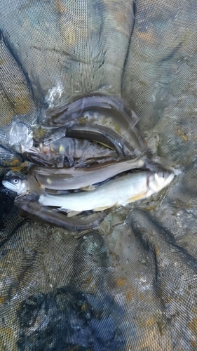 アユの釣果