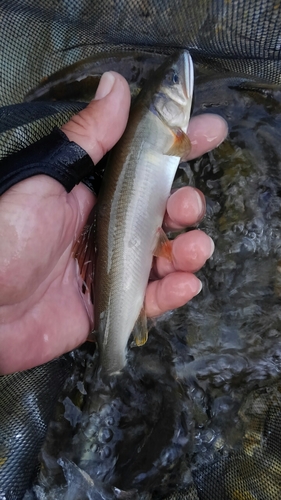 アユの釣果