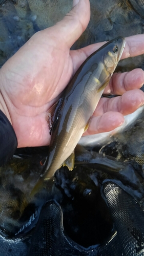 アユの釣果