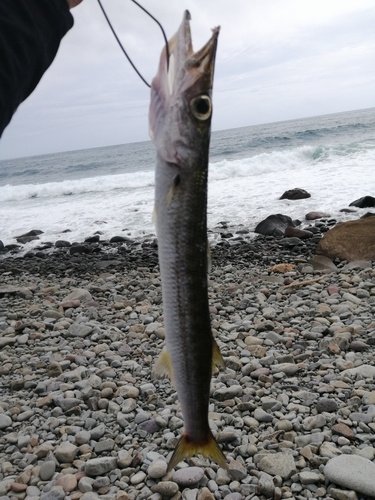 アカカマスの釣果