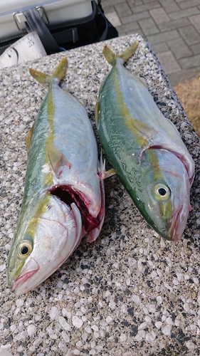 カタクチイワシの釣果