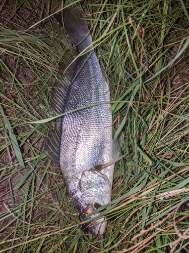 ニベの釣果