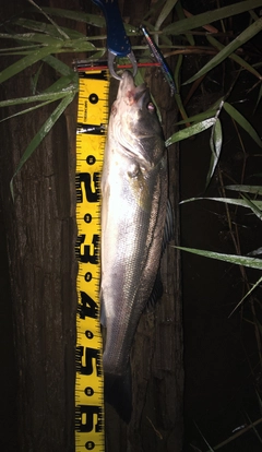 シーバスの釣果