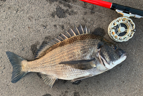 チヌの釣果