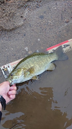 スモールマウスバスの釣果