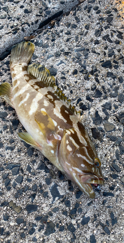 クエの釣果