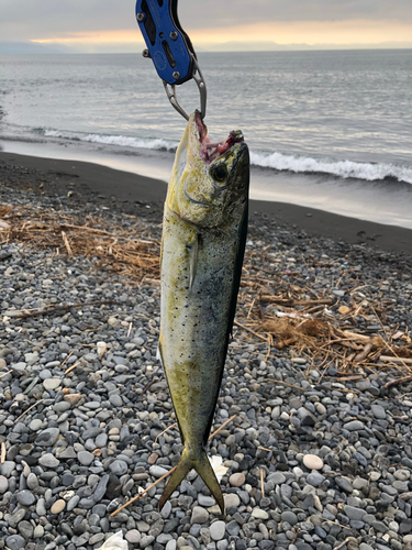 シイラの釣果